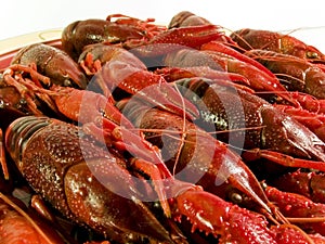 Red lobsters isolated