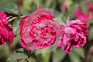 Red Lolita Lempicka Rose on the branch of tree