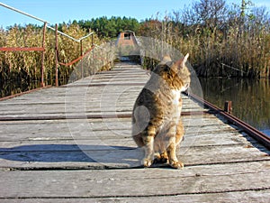 Red lonely cat sitting on the old wooden ponton bridge