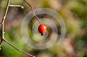 Red lonely Rose Hip at a single branch.