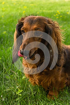 Red long haired dachshund dog on green grass on summer time
