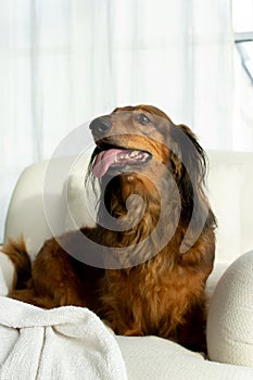 Red long haired dachshund sitting on white chair with open mouth tongue out and looking up