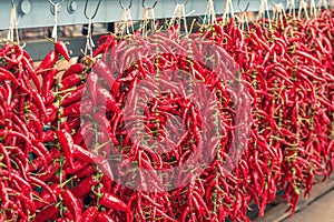 Red long hot chili peppers hanging with cords on the window of the farmer`s market