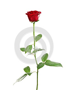 Red long stem rose