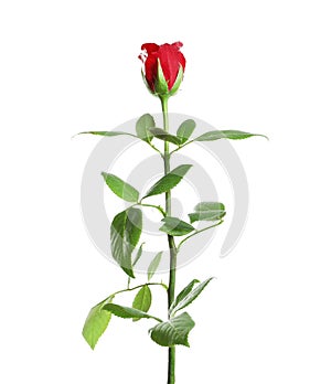 Red long stem rose