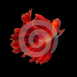 Red Long Tail Halfmoon Betta or Siamese Fighting Fish Swimming I