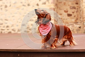 Red longhair dachshund lady standing proudly on a stage like a diva wearing a colorful bandana