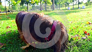 Red longhaired dachshund dog digging hole in the ground in autumn park