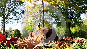 Red longhaired dachshund dog digging hole in the ground in golden fallen leaves of autumn park