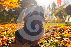 Red longhaired dachshund dog in golden fallen leaves in autumn park photo