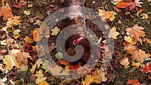 Red longhaired dachshund dog sniffing in the ground with fallen leaves in autumn park top view