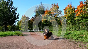 Red longhaired dachshund dog walking in autumn park