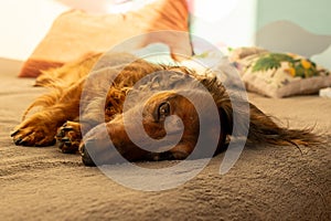 Red longhaired dachshund lying on a coach. Small fluffy dog sleeping at home. Cute domestic animal close up