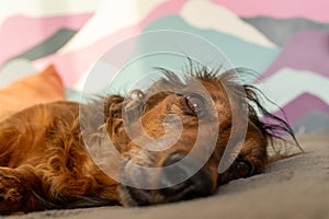 Red longhaired dachshund lying on a coach. Small fluffy dog sleeping at home. Cute domestic animal close up