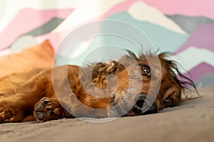 Red longhaired dachshund lying on a coach. Small fluffy dog sleeping at home. Cute domestic animal close up