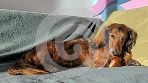 Red longhaired dachshund lying on sofa at home