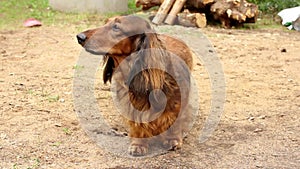 Red longhaired dachshund standing outdoor and waging its tail, small dog walking