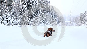 Red longhaired dachshund standing and running on snow in winter forest, small dog in beautiful snowy landscape