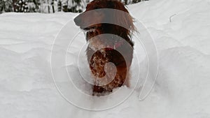 Red longhaired dachshund standing on snow in winter forest and looking around, small dog in beautiful snowy landscape