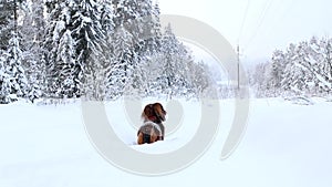 Red longhaired dachshund standing on snow in winter forest and looking around, small dog in beautiful snowy landscape