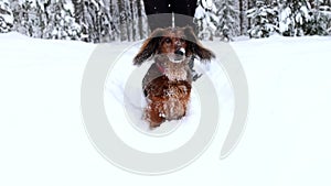 Red longhaired dachshund walking through the snow in winter forest with man, small dog in beautiful snowy landscape