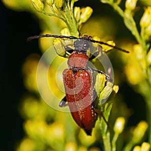 Red longhorn beetle, Stictoleptura rubra.