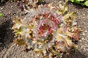 Red looseleaf lettuce salad plant at the plantation photo
