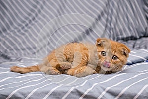 Red lop-eared cat breed Scottish fold lies and licks on a striped background