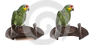 Red-lored amazon isolated on white