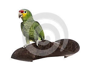 Red-lored amazon isolated on white