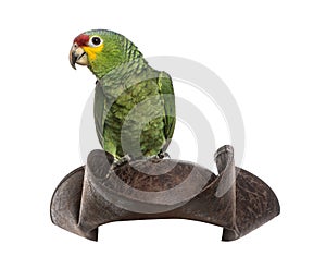 Red-lored amazon isolated on white