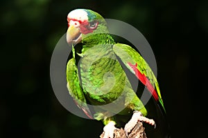 Red-lored Amazon parrot