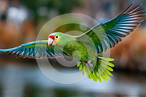 Red lored amazon parrot mid flight wings spread