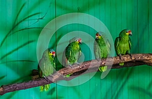 Red lored amazon parrots sitting together on a tree branch in the aviary, tropical bird from the amazon basin of America