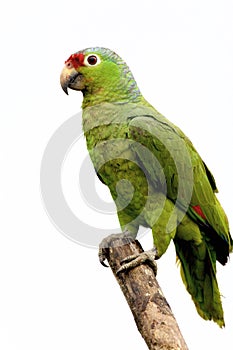 Red-lored Parrot  810822