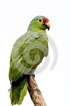 Red-lored Parrot  810828