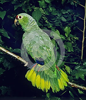 Red-Lored Parrot, amazona autumnalis