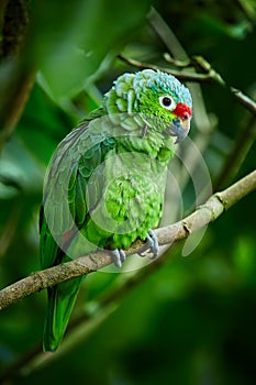 Red-lored Parrot, Amazona autumnalis. Parrot from deep rain forest. Portrait of light green parrot with red head. Wildlife scene photo