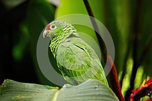 Red-lored parrot Amazona autumnalis sitting in a tree photo