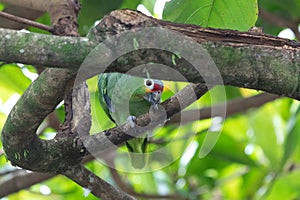 a red-lored parrot looks down curiously photo