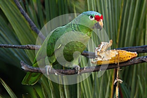Red-lored Parrot in Pedacito de Cielo near Boca Tapada in Costa Rica photo