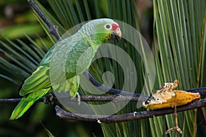 Red-lored Parrot in Pedacito de Cielo near Boca Tapada in Costa Rica photo