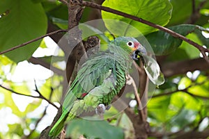 red-lored parrot puffs himself up photo