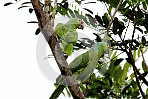 Red-lored Parrots  810610