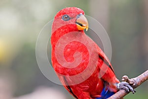 Red Lorikeet