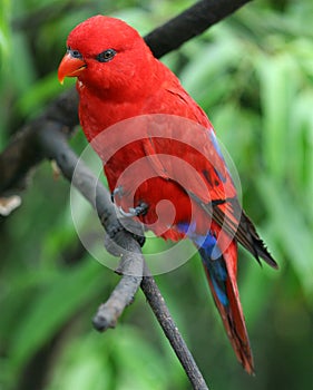 Red Lory