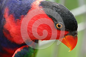 Red Lory