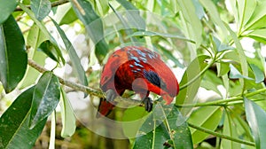 Red Lory Bird