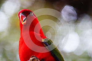 Red lory bird