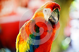Red lory bird